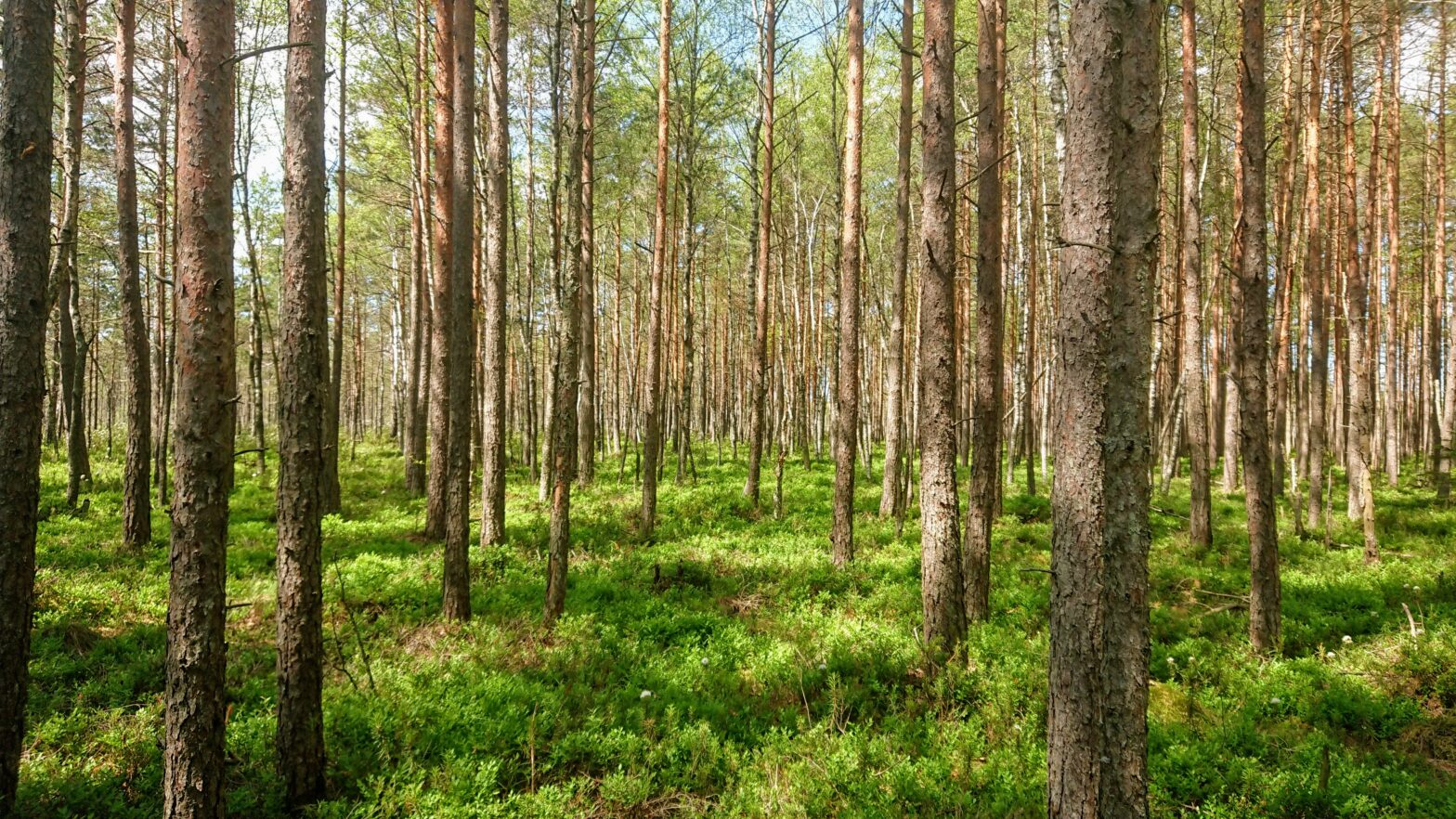 Vaikuserännak Kõnnumaal